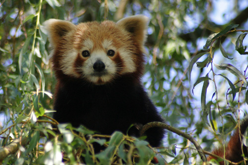 Ailurus fulgens, Red Panda