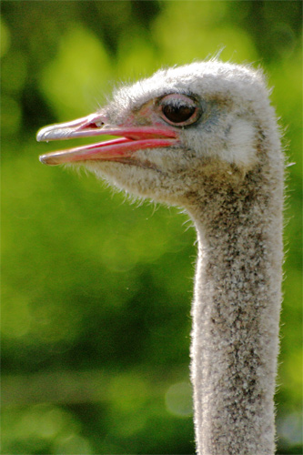struthio camelus, ostrich