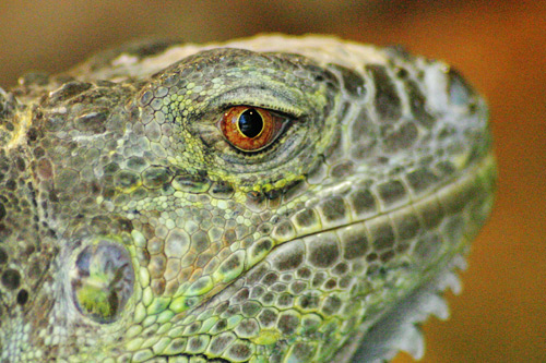 Green Iguana, iguana iguana