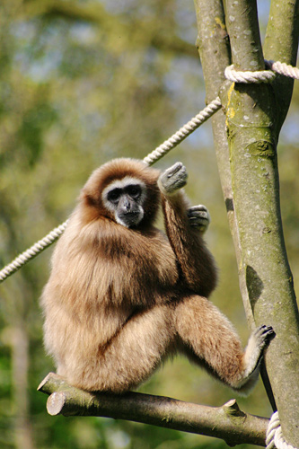 Gibbon lar gibbon mains blanches